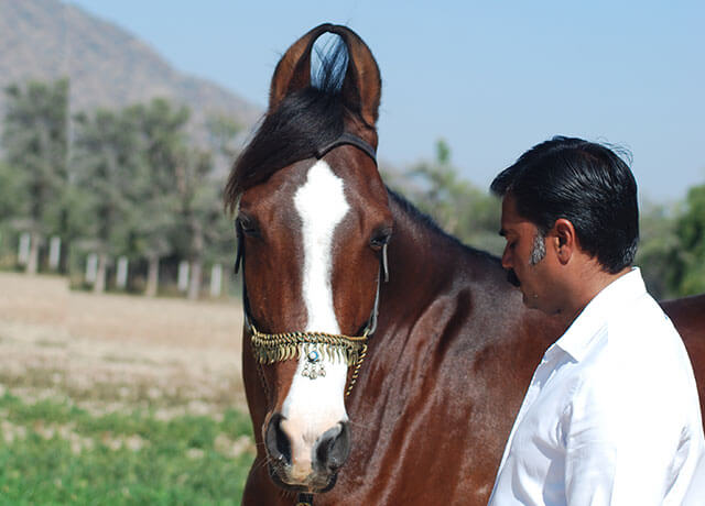 Equine assisted learning (EAL)
